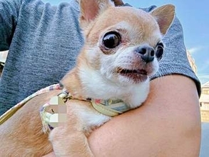 散歩中に出会ったおばあちゃん、小さなチワワを見てまさかの一言　ほほえましいやりとりに「かわいい」「うちはじゃがいもに似てると…」