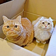 愛猫2匹が同時に…お腹でふみふみ、腕をギュッ→飼い主「ここは天国！」1.9万人が悶絶「いいなー！」「幸せすぎる」