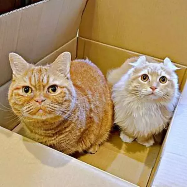 愛猫2匹が同時に…お腹でふみふみ、腕をギュッ→飼い主「ここは天国！」1.9万人が悶絶「いいなー！」「幸せすぎる」