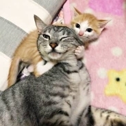 庭にぽつんといた子猫…もう1匹は排泄物まみれ　放っておけなかった2度の保護　甘えん坊の兄と天真爛漫な弟がくれた温かな日々