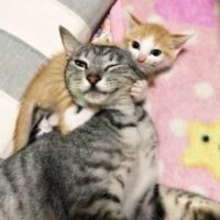 庭にぽつんといた子猫…もう1匹は排泄物まみれ　放っておけなかった2度の保護　甘えん坊の兄と天真爛漫な弟がくれた温かな日々