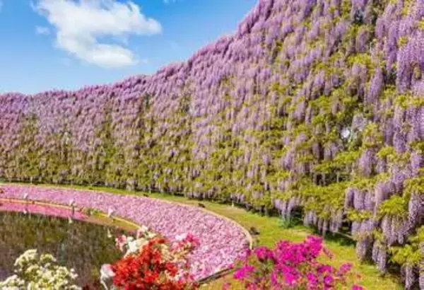 あしかがフラワーパークで大藤、白藤が満開！1.2万人が震えた光のカーテンが咲き誇る