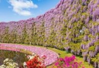 あしかがフラワーパークで大藤、白藤が満開！1.2万人が震えた光のカーテンが咲き誇る