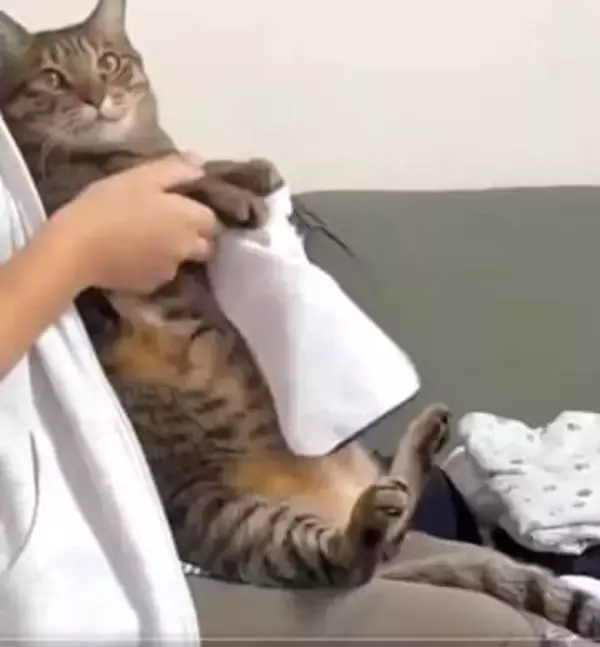 洗濯物をたたんでいると、膝にのってくる猫さん→お手伝いしてもらいました「猫の手を貸してくれる」と話題に