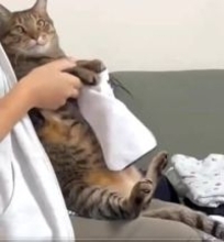 洗濯物をたたんでいると、膝にのってくる猫さん→お手伝いしてもらいました「猫の手を貸してくれる」と話題に