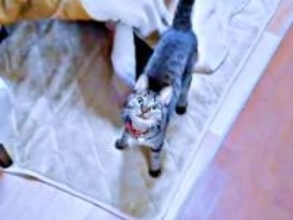 猫がコタツに隠したのは…→布団をめくったら“宝物”だらけ！ 「かわいすぎる」「秘密基地みたい」