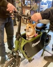 柴犬「あのー、私ここにいていいんですよね...？」試乗に困惑…愛犬を乗せられる電動バイクとは！