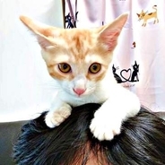 大きな犬にもひるまず「シャー！」神社で保護された勇敢な茶トラ子猫　新婚夫婦に迎えられ…新しいおうちが嬉しくて家中を走り回る！