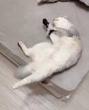 「撫でると気持ちよくて「ヨイサヨイサ」しちゃう猫さん、撫でるのやめたのにまだ…「余韻で動いてるの最高すぎる」」の画像1