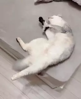 撫でると気持ちよくて「ヨイサヨイサ」しちゃう猫さん、撫でるのやめたのにまだ…「余韻で動いてるの最高すぎる」