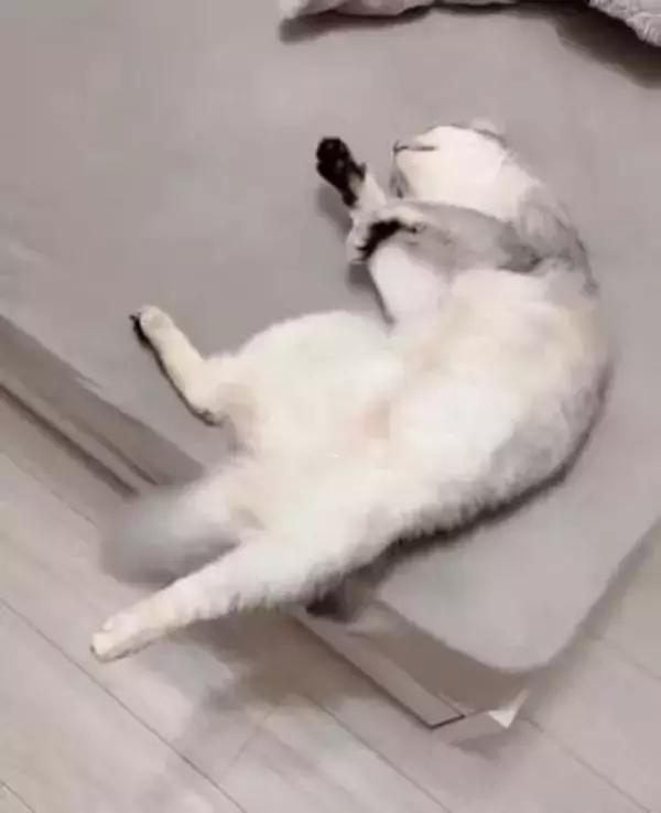 撫でると気持ちよくて「ヨイサヨイサ」しちゃう猫さん、撫でるのやめたのにまだ…「余韻で動いてるの最高すぎる」