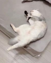 撫でると気持ちよくて「ヨイサヨイサ」しちゃう猫さん、撫でるのやめたのにまだ…「余韻で動いてるの最高すぎる」