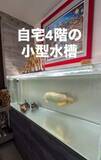 「1階に全長5メートル水槽、地下や各階にも魚が泳ぐ5階建て住居に「じ、自宅？！」 維持費は年間500万円以上、次なる夢は「ペンギンを飼うこと」」の画像1