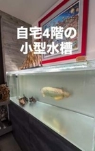 1階に全長5メートル水槽、地下や各階にも魚が泳ぐ5階建て住居に「じ、自宅？！」 維持費は年間500万円以上、次なる夢は「ペンギンを飼うこと」