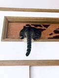 「思わず二度見！ 欄間に頭を突っ込む猫　失敗すると「ムームー」と悔しがるやんちゃぶりが話題」の画像1
