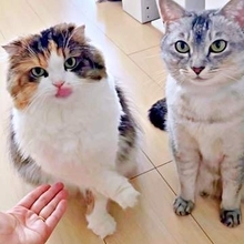 「一生乗らないお手」差し出された手を華麗に回避する猫　でも…ご褒美はしっかり要求「そこまで避けなくても」「逆に立派な芸すぎる」