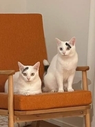 「どうやって君たちの模様決めたんだろうね」姉妹猫のトレードマークは、神様が筆でペッペッと？