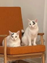 「どうやって君たちの模様決めたんだろうね」姉妹猫のトレードマークは、神様が筆でペッペッと？