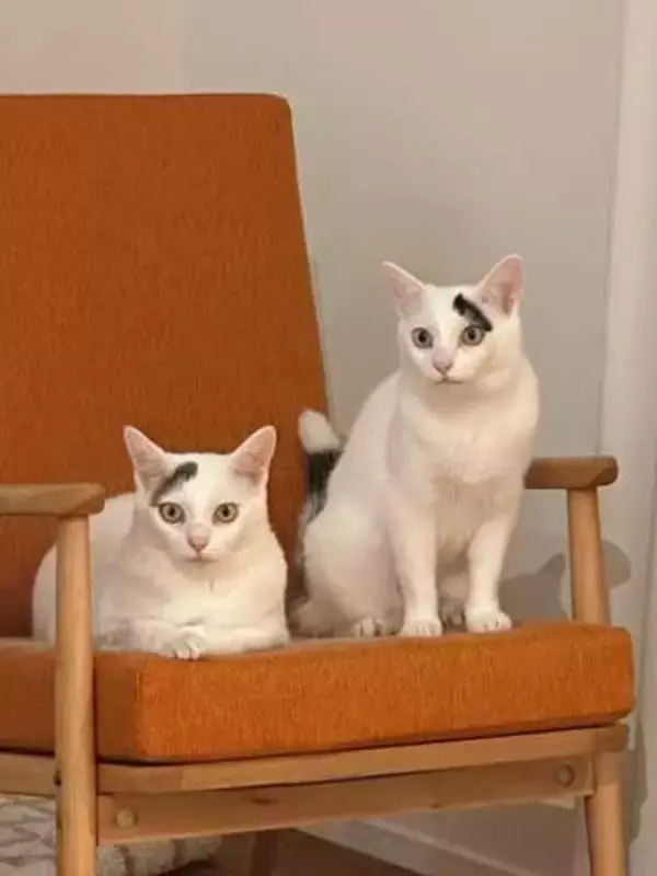 「どうやって君たちの模様決めたんだろうね」姉妹猫のトレードマークは、神様が筆でペッペッと？