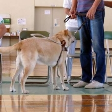 街で見かけた盲導犬「絶対に触らないで！」　撫でられたことで方向感覚を失うことも…全盲シンガー「迷っていなければ見守って」【投稿者に取材】