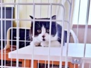 「このままでは妊娠してしまう」…寒い年始に決断した子猫の保護→むっちりボディの〝最強末っ子〟になるまで