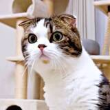 「猫が1週間ぶりに帰宅したパパを忘却…〝侵入者〟認定に爆笑と同情「どんまい」「これは切ない」」の画像1