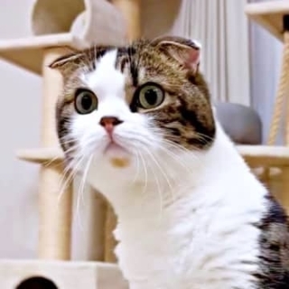 猫が1週間ぶりに帰宅したパパを忘却…〝侵入者〟認定に爆笑と同情「どんまい」「これは切ない」