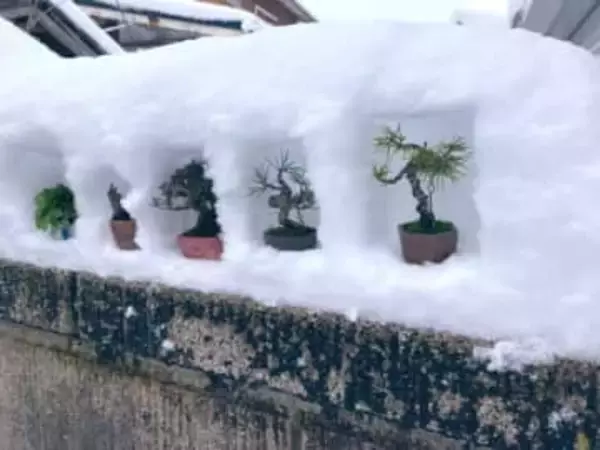 「雪国に住む利点を生かしていけ！」盆栽×雪、日本の冬の風景を粋に生かしたゲリラ盆栽展が話題　山形県鶴岡市から広がる「ツイ盆展」の魅力