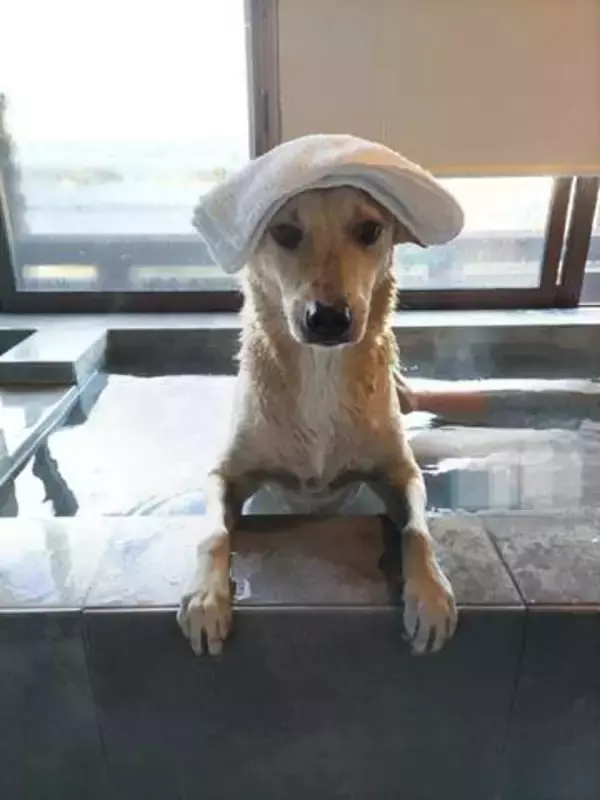 体じゅう油にまみれた野犬を保護→「夢で見た犬だ！」譲渡会で運命の出会い、温泉が大好きな笑顔犬に