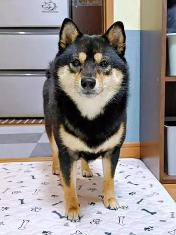布団圧縮袋にこっそりおもちゃを入れた柴犬が犯人なのに堂々としている　ぺたんこになった「証拠品」と真顔の表情に5.5万いいね