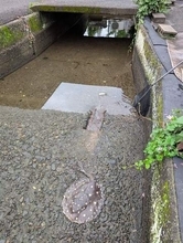 国内にいないはずの淡水エイを用水路で発見　尾に猛毒トゲを持つブラジル固有種だった　飼育個体を飼い主が遺棄？