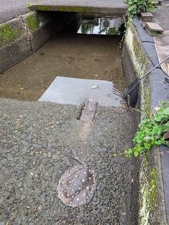 国内にいないはずの淡水エイを用水路で発見　尾に猛毒トゲを持つブラジル固有種だった　飼育個体を飼い主が遺棄？