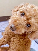 犬を「撫でるのやめた時の圧がすごい」→くるっと振り返って上目遣い「なぜやめる？」「角度！笑」「かわいすぎます」
