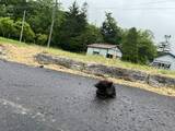 「「石だと思ったら」雨のアスファルトの上で固まっていた子猫　体は冷たくずぶ濡れ「とにかく生きて」とひたすら温めた　「一人では逝かせたくない」」の画像1