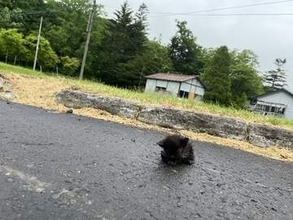 「石だと思ったら」雨のアスファルトの上で固まっていた子猫　体は冷たくずぶ濡れ「とにかく生きて」とひたすら温めた　「一人では逝かせたくない」
