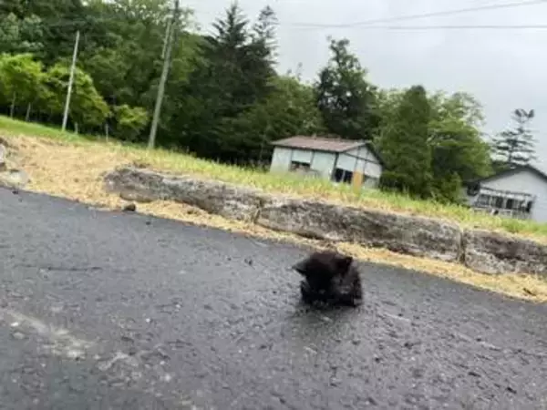 「石だと思ったら」雨のアスファルトの上で固まっていた子猫　体は冷たくずぶ濡れ「とにかく生きて」とひたすら温めた　「一人では逝かせたくない」