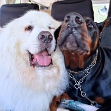 大型犬、抱き枕を人間みたいに股に挟んでスヤスヤ…　「犬離れ」した器用さに「匠の技」「プロは違うなあ」とSNSで感心の声