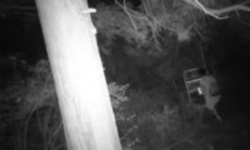 「リアルに恐怖映像」深夜の山中に設置された駆除用「箱ワナ」に不審な人影…駆除を妨害する危険行為に地元猟友会が困惑「再三警告してるのに」