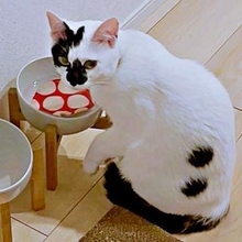 助けて！猫がコースターを水没させる「遊び」にハマっちゃった　謎行動に考察と共感広がる「同じ水玉模様、許すまじ？」「うちもやる」