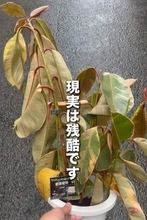 水ももらえず、枯れかけの観葉植物……「見切り品」に→ホームセンターであえて購入　復活した姿に「植物の救世主ですね」「見つけてもらえて良かった」