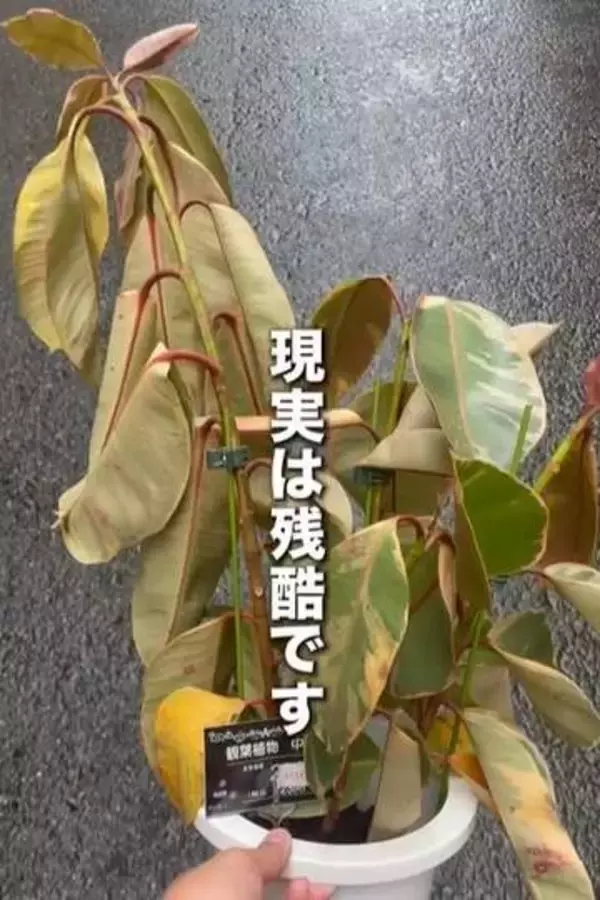 水ももらえず、枯れかけの観葉植物……「見切り品」に→ホームセンターであえて購入　復活した姿に「植物の救世主ですね」「見つけてもらえて良かった」