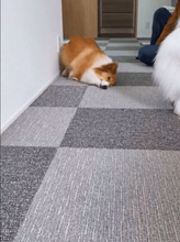 「カーペット変えたらなんかおかしくなっちゃった」犬さん　自分の匂いをこすりつけてる？「モンハンにこんなのいたな」