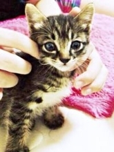 公園の段ボールに遺棄された子猫が…生死の境にいた小さな命　「助けたい！」と手を差し伸べて11年、今は穏やかなシニア猫に