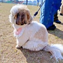 「フォルムが猫すぎる」シーズーに1.9万いいね　犬にしては妙に丸い後ろ姿に「確かにちょっと猫」「完璧な曲線」「猫犬ハイブリッド！」