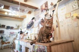 パパと「頭こつん」するのが大好き！衰弱していたところを助けられた猫、インテリア＆雑貨店の人気看板猫に　かぎしっぽがもたらした幸せ