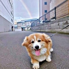 「虹と撮りたい飼い主VSおとなしくしない犬」亡き愛犬と繰り広げた記念写真の攻防戦　「犬はかわいいし、虹は美しい」「漫画みたい」