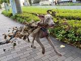 「「ワホー！」葉っぱがついた大きな枝をくわえて走る犬さん、まるで「エフェクトまとった魔界の犬」芸術的な姿と躍動感に称賛が集まる」の画像1