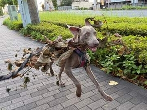 「ワホー！」葉っぱがついた大きな枝をくわえて走る犬さん、まるで「エフェクトまとった魔界の犬」芸術的な姿と躍動感に称賛が集まる
