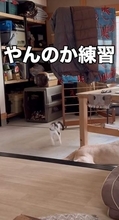大型犬が寝ている横で「やんのかステップ」する子猫→相手が起きたらマッハでダッシュ　「可愛すぎる」「ずっと見ていたい」