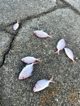 小魚やオキアミが港に散乱……魚を捨てていく釣り人へ　SNSでの皮肉に賛同続出「食べないなら海に」「マナー悪すぎます」